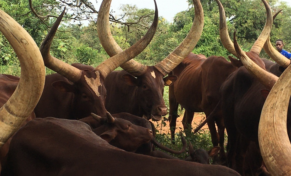 UGAGRI || Ankole